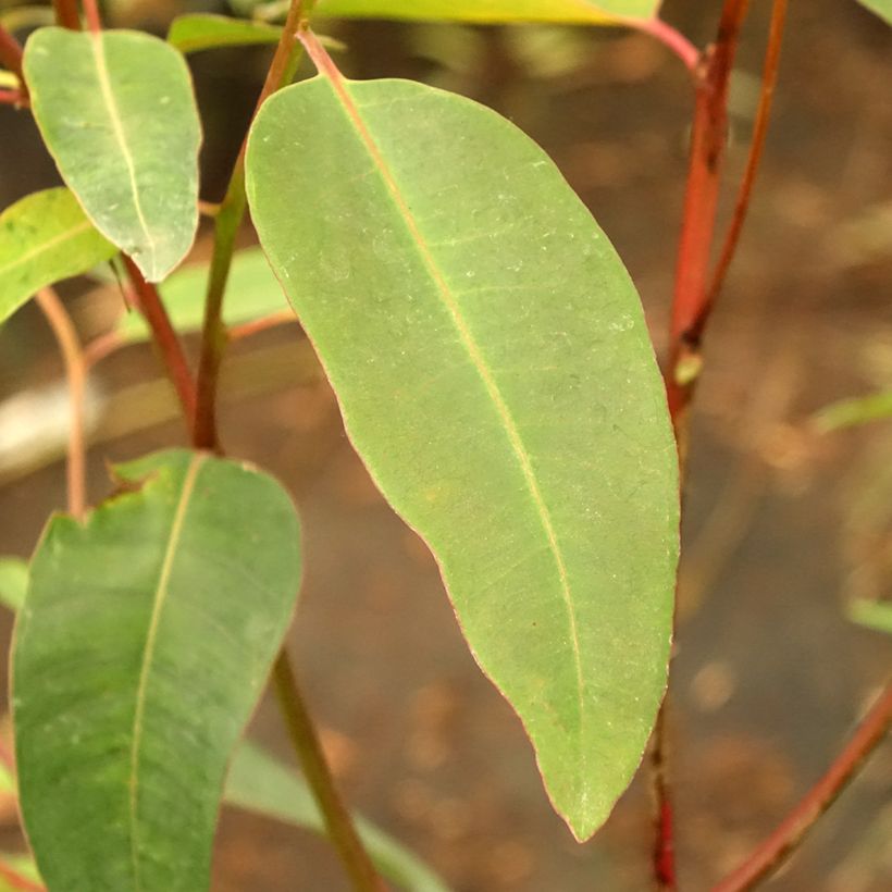 Eucalyptus robusta - Eucalipto robusto (Fogliame)