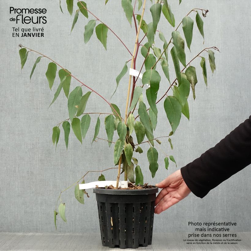 Eucalyptus robusta - Eucalyptus acajou des marais, Gommier robuste - Pot de 4L/5L esemplare consegnato in inverno