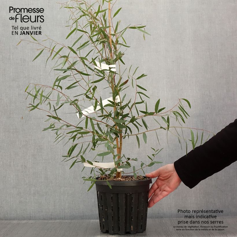 Eucalyptus rodwayi - Eucalyptus ou Gommier des marais - Pot de 4L/5L esemplare consegnato in inverno