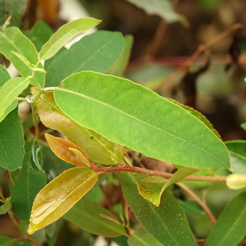 Eucalyptus saligna - Eucalipto (Fogliame)