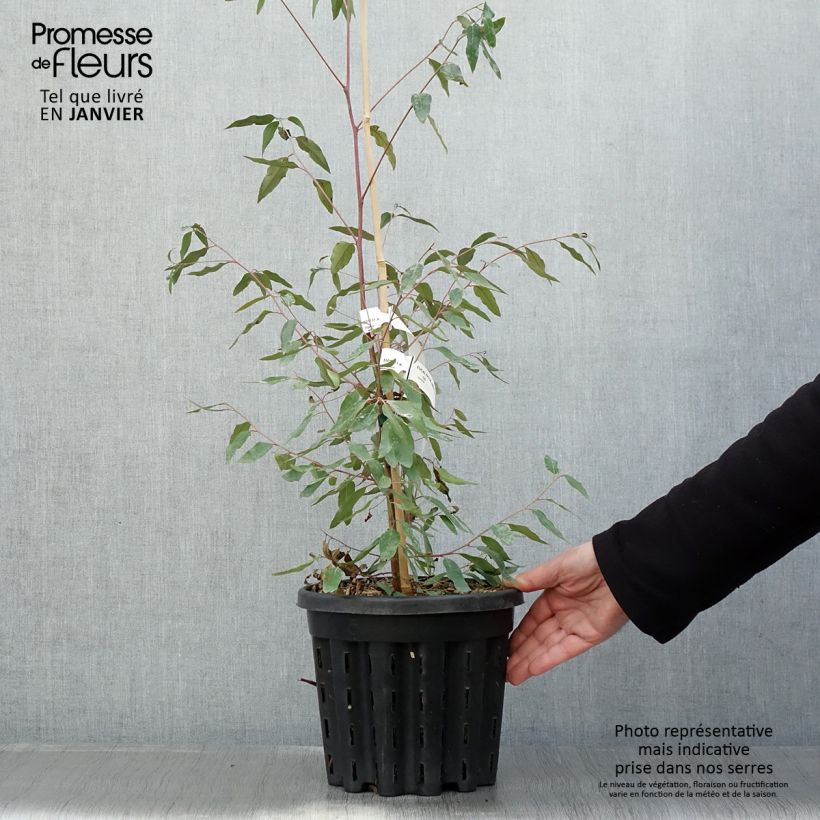 Eucalyptus saligna -  Gommier bleu de Sydney - Pot de 4L/5L esemplare consegnato in inverno