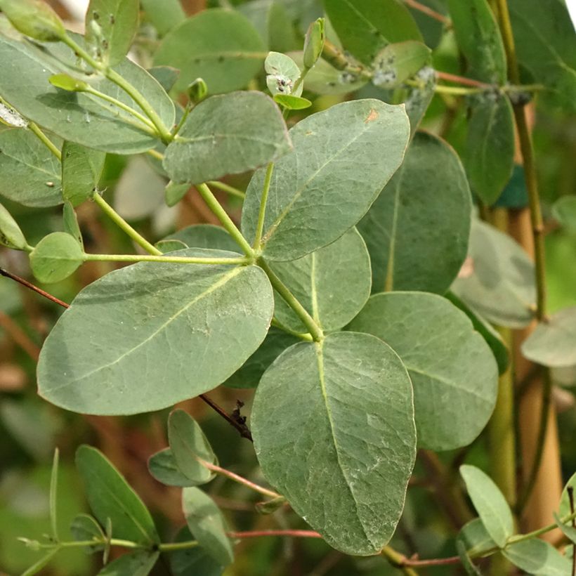 Eucalyptus saxatilis - Eucalipto (Fogliame)