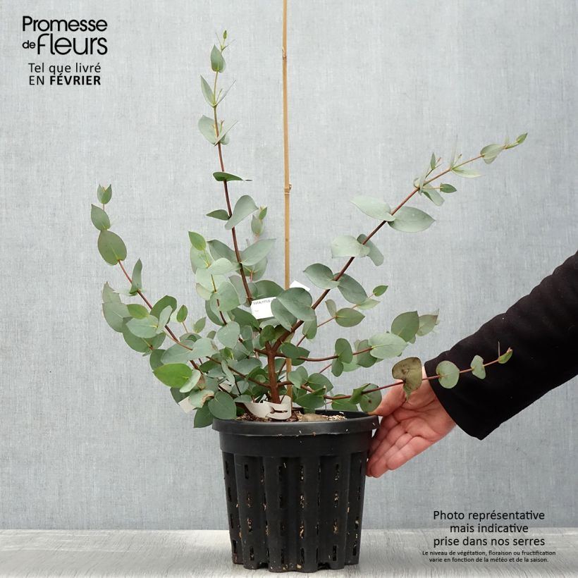 Eucalyptus stellulata Pot de 3L/4L esemplare consegnato in inverno