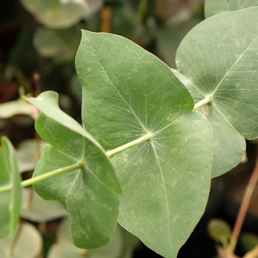 Eucalyptus sturgissiana - Eucalipto (Fogliame)