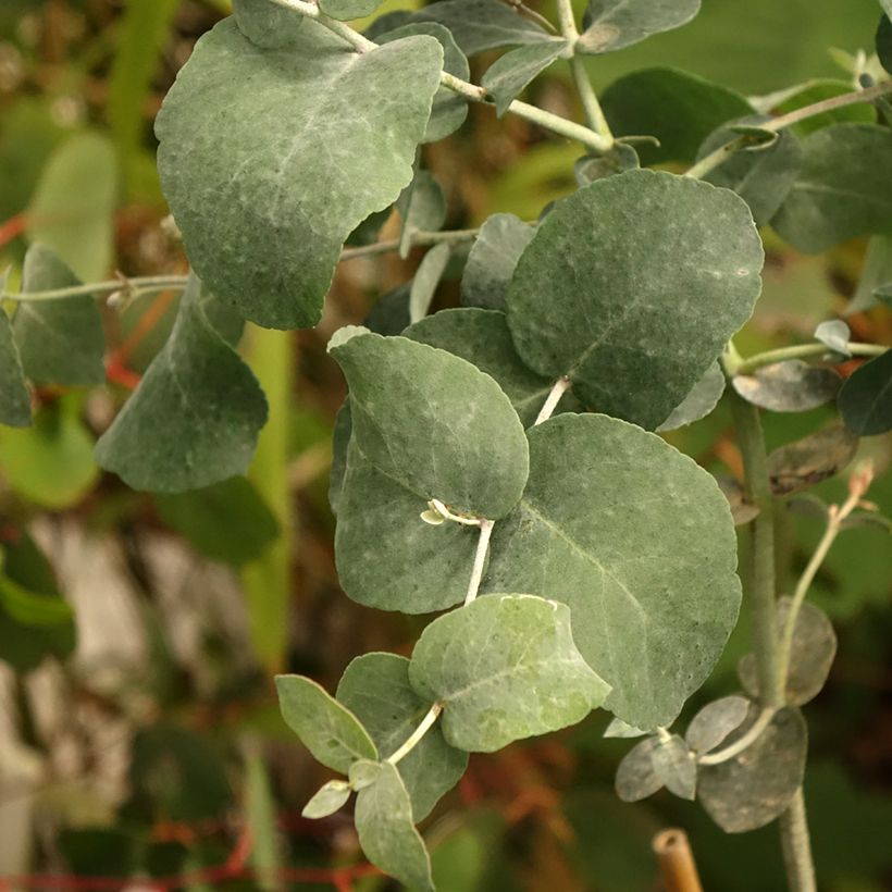 Eucalyptus urnigera f.glaucus - Eucalipto (Fogliame)