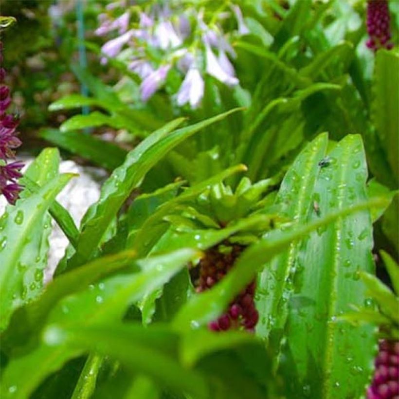 Eucomis comosa Leia - Giglio di ananas (Fogliame)