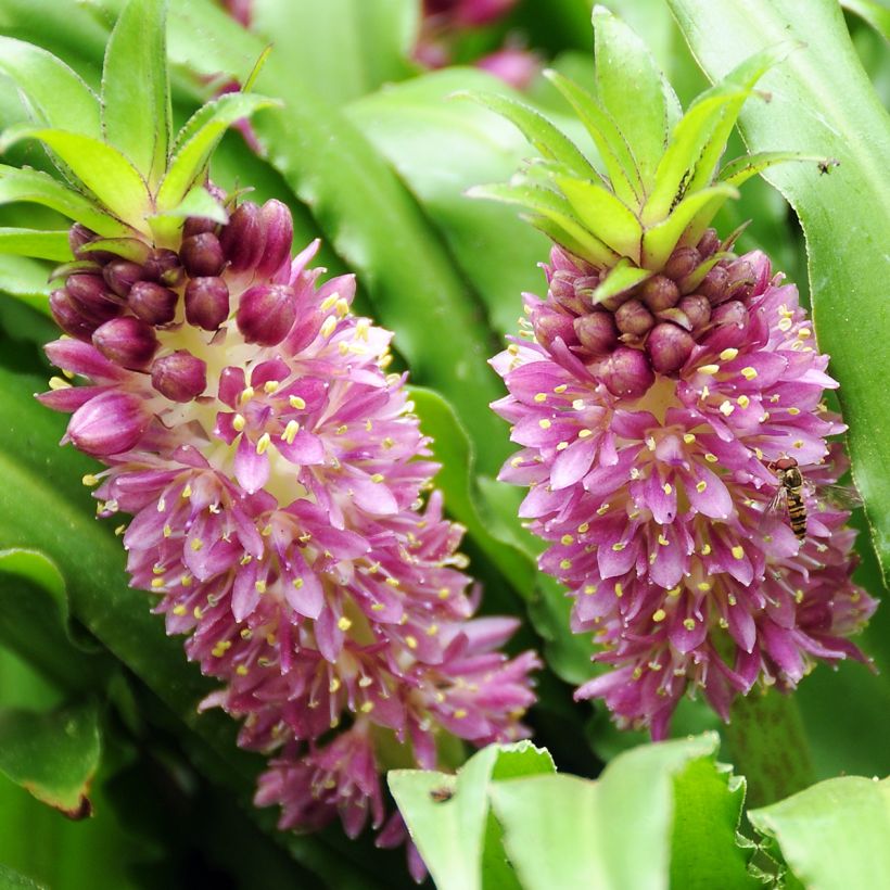 Eucomis comosa Sparkling Burgundy - Giglio di ananas (Fioritura)