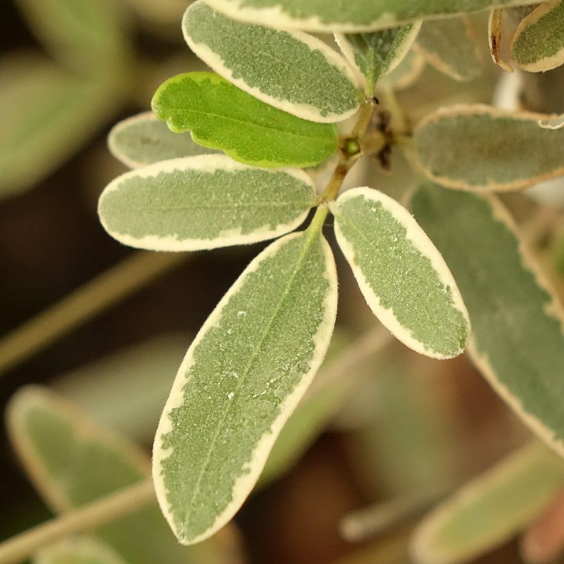 Eucryphia lucida Gilt Edge (Fogliame)