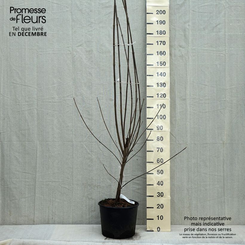 Euodia danielli - livré en hauteur 200/250 cm en pot de 18L/20L esemplare consegnato in inverno