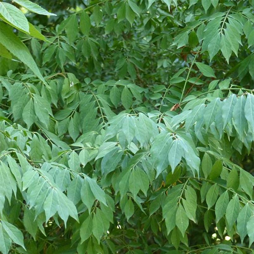 Euonymus alatus - Evonimo alato (Fogliame)