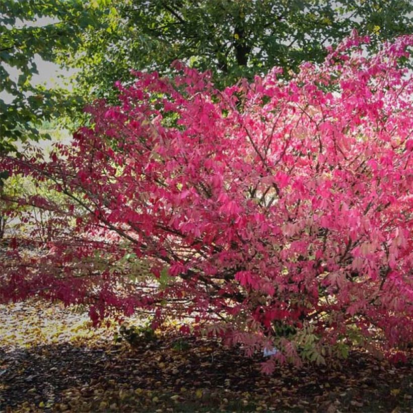 Euonymus alatus - Evonimo alato (Porto)