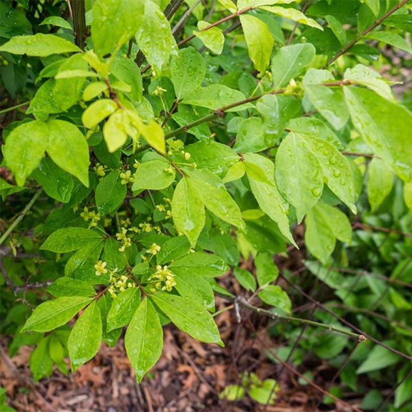 Euonymus alatus Compactus - Evonimo alato (Fogliame)