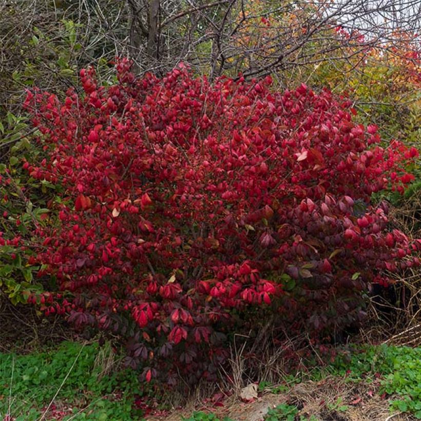 Euonymus alatus Compactus - Evonimo alato (Porto)