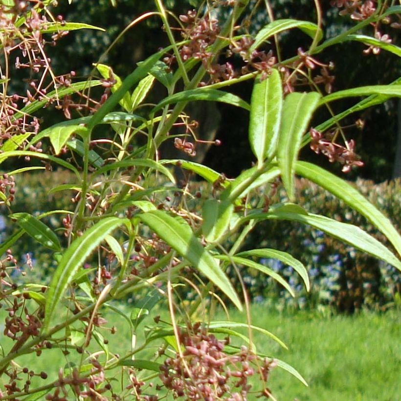 Euonymus clivicolus var. rongchuensis (Fogliame)