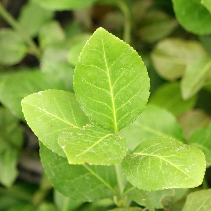 Euonymus fortunei Dart's Blanket (Fogliame)