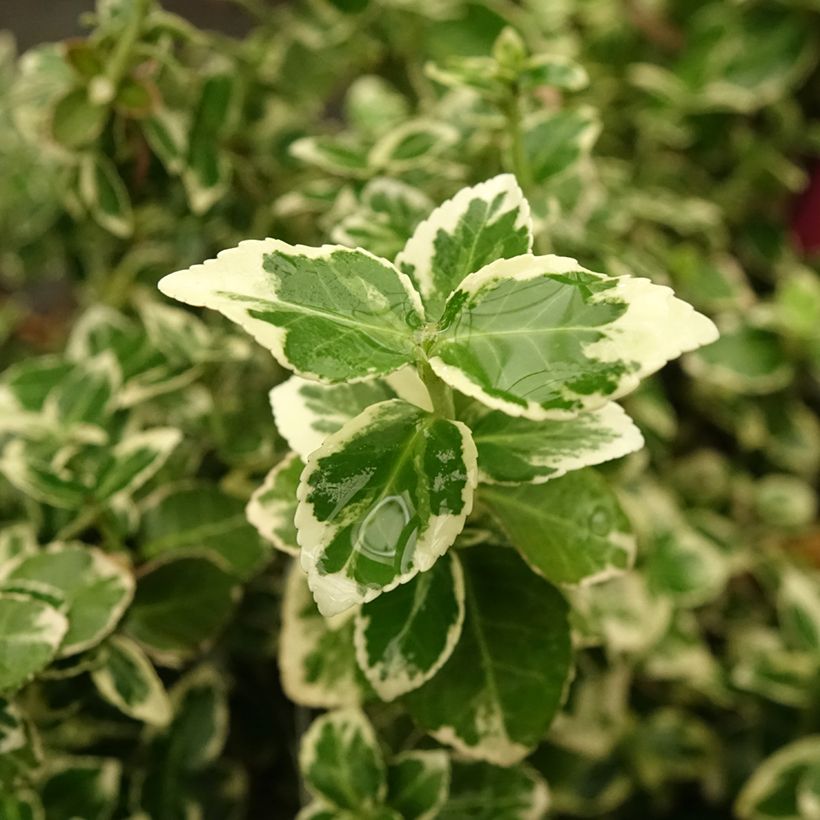 Euonymus fortunei Emerald Gaiety (Fogliame)