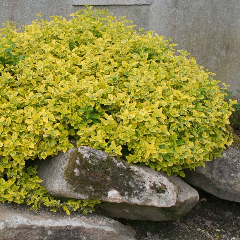 Euonymus fortunei Emerald 'n gold (Porto)