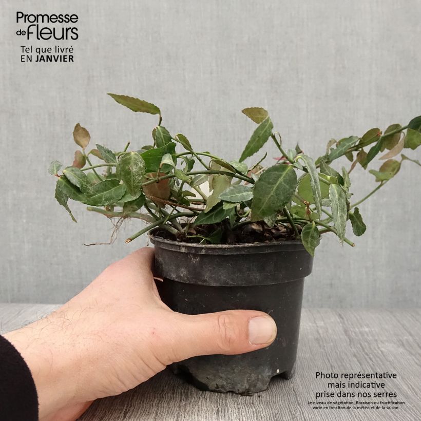 Euonymus fortunei Radicans - Fusain rampant Pot de 1L/1,5L esemplare consegnato in inverno