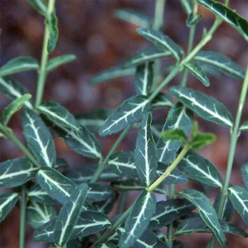 Euonymus fortunei var. radicans Wolong Ghost (Fogliame)