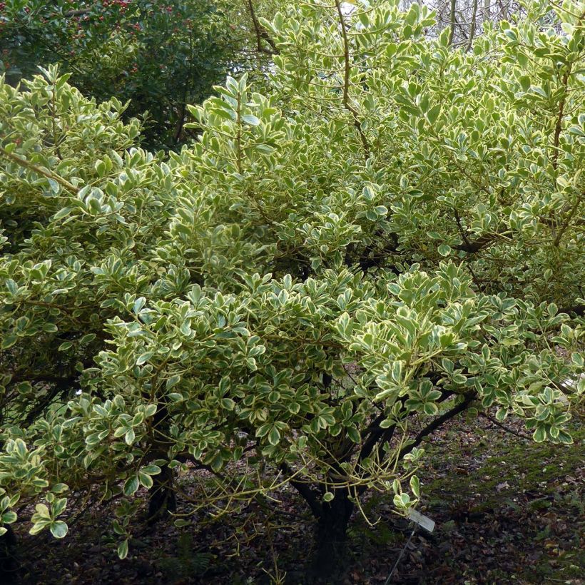 Fusaria giapponese Duc d'Anjou (Porto)