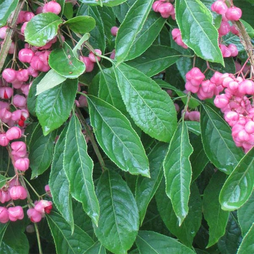 Euonymus phellomanus (Fogliame)