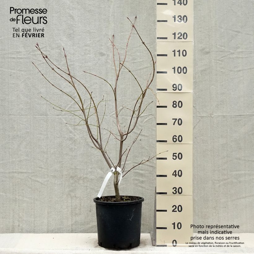 Euonymus planipes 60cm+ en pot de 12L - Fusain esemplare consegnato in inverno