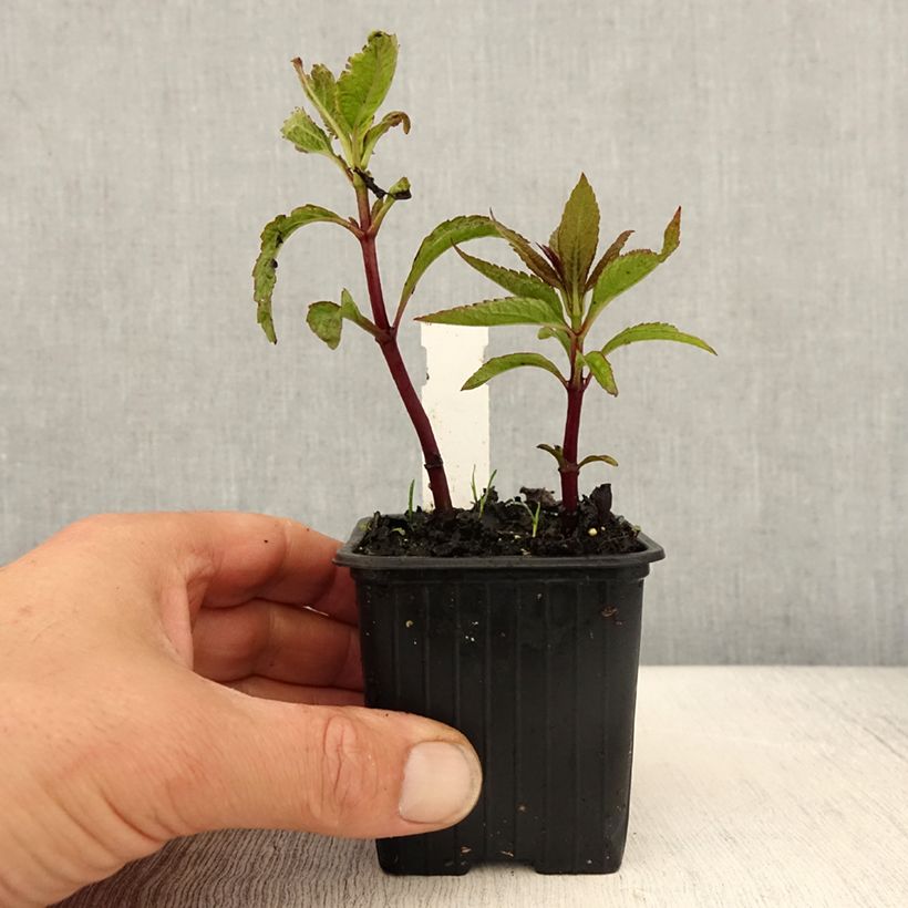 Eupatorium hybride Baby Joe - Eupatoire - Godet de 8/9 cm esemplare consegnato in primavera