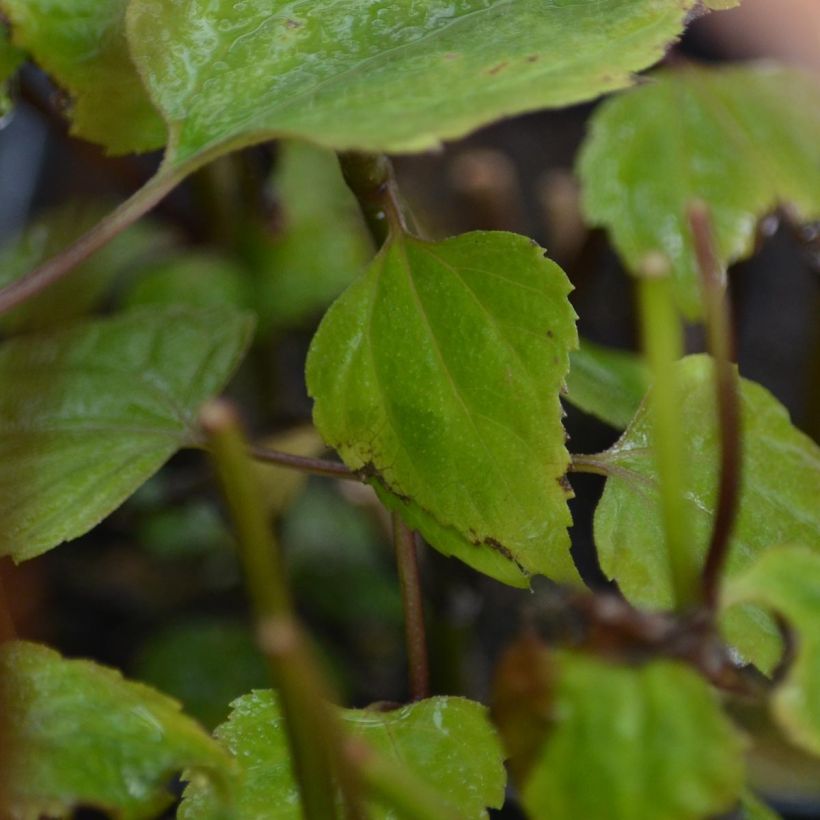 Eupatorium rugosum Braunlaub (Fogliame)