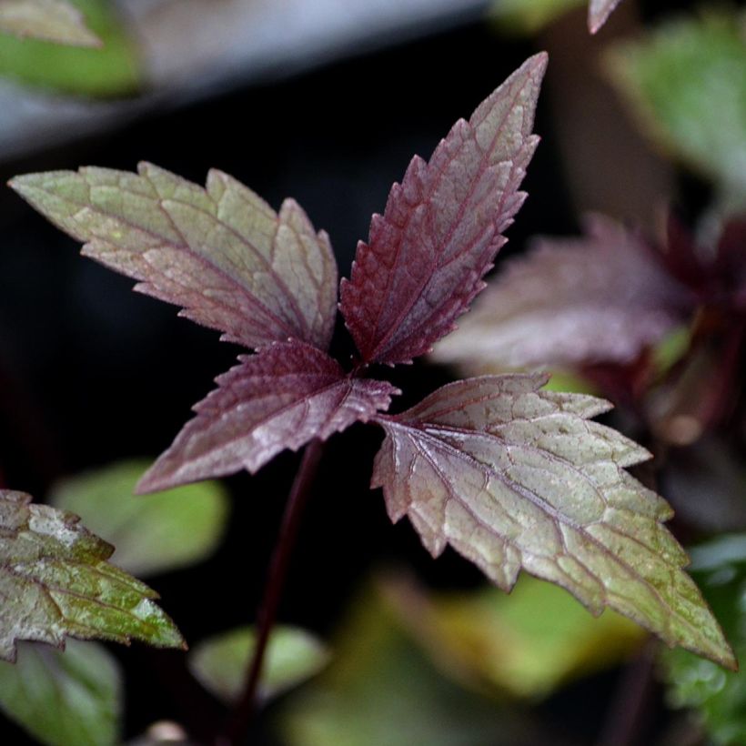 Eupatorium altissima Chocolate (Fogliame)