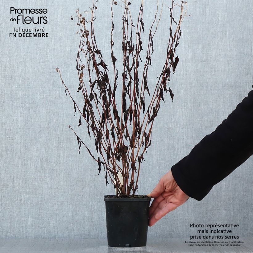 Eupatorium rugosum Chocolate ou Ageratina altissima - pot de 1.5L/2L esemplare consegnato in inverno