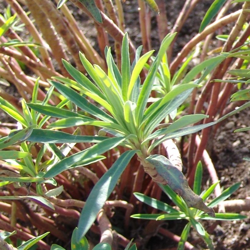 Euphorbia characias Black Pearl (Fogliame)