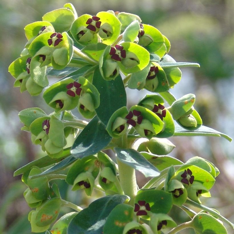 Euphorbia characias Black Pearl (Fioritura)