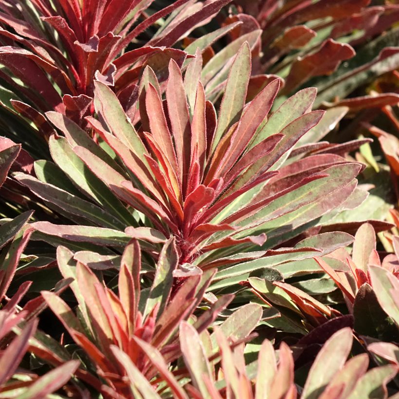 Euphorbia characias Miners Merlot (Fogliame)