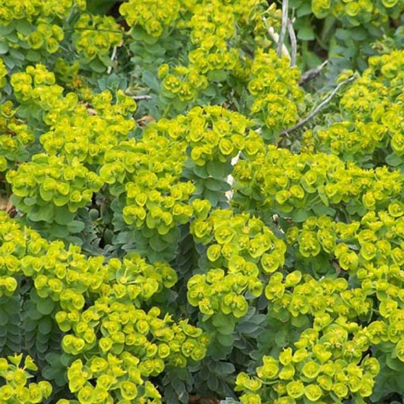 Euphorbia myrsinites (Porto)