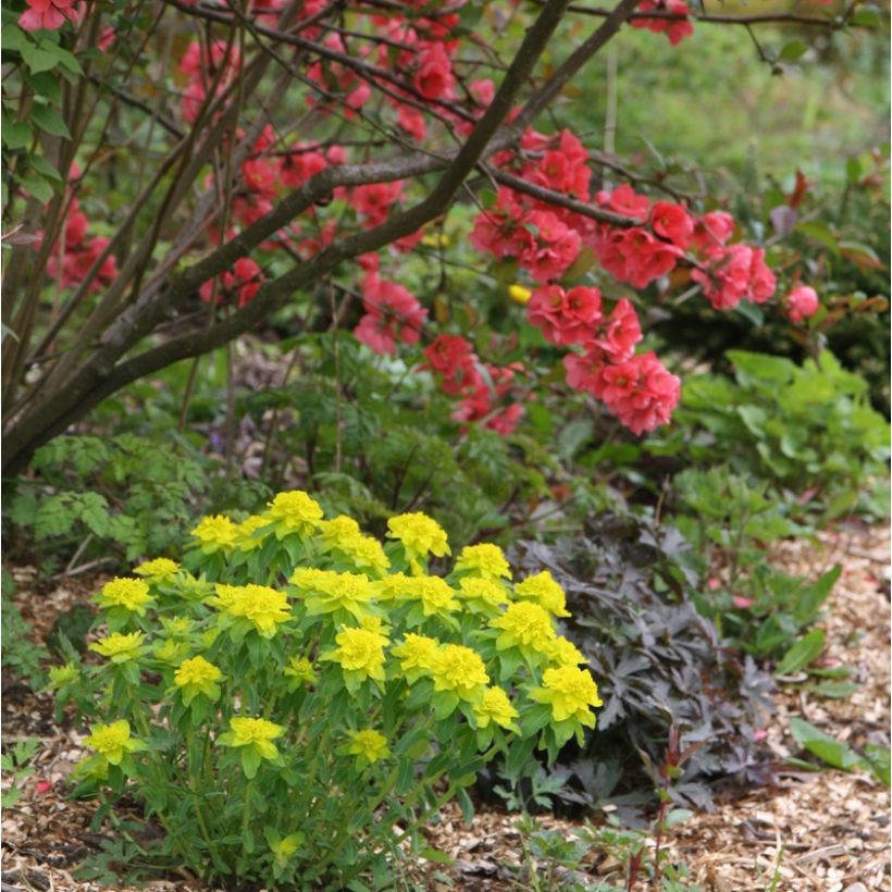 Euphorbia polychroma (Porto)