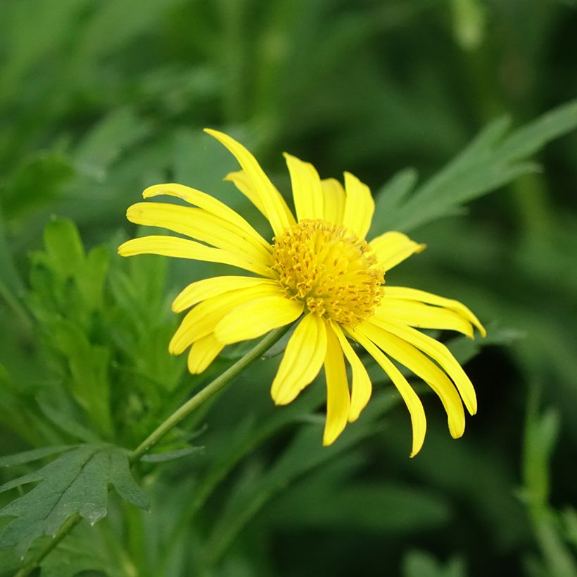 Euryops chrysanthemoides Sonnenschein (Fioritura)