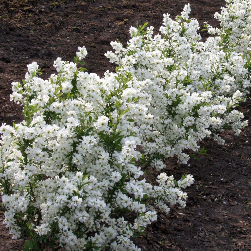 Exochorda racemosa Niagara (Porto)