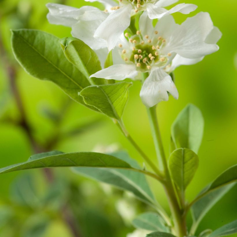 Exochorda racemosa Niagara (Fogliame)