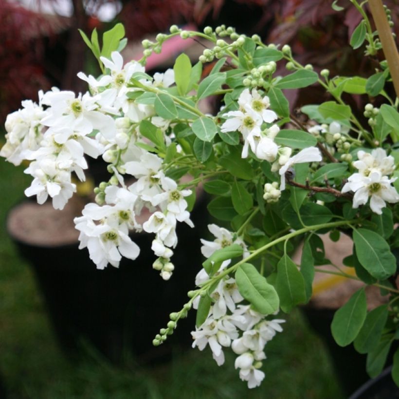 Exochorda macrantha The Bride (Porto)