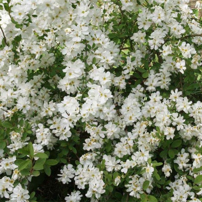 Exochorda macrantha The Bride (Fioritura)