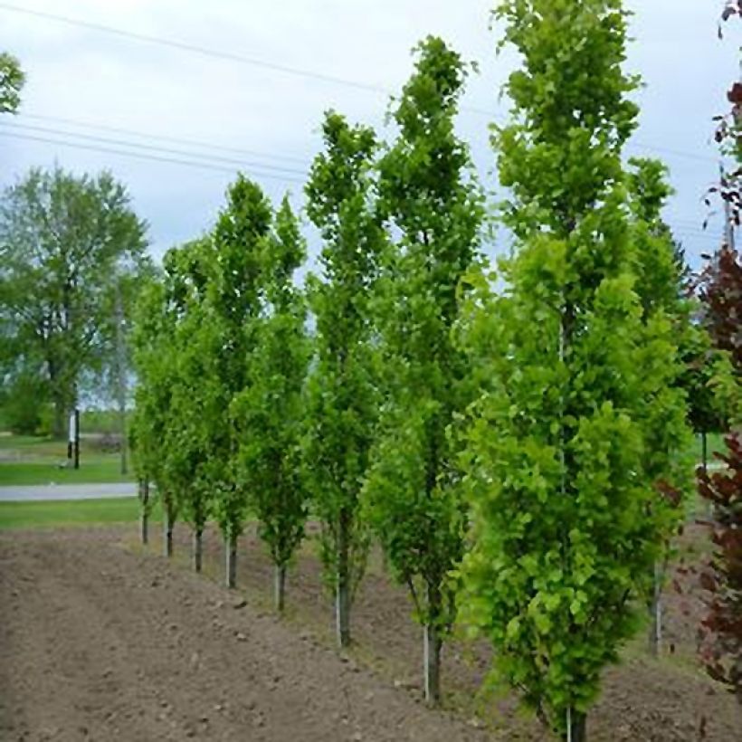 Fagus sylvatica Dawyck - Faggio fastigiato (Fogliame)