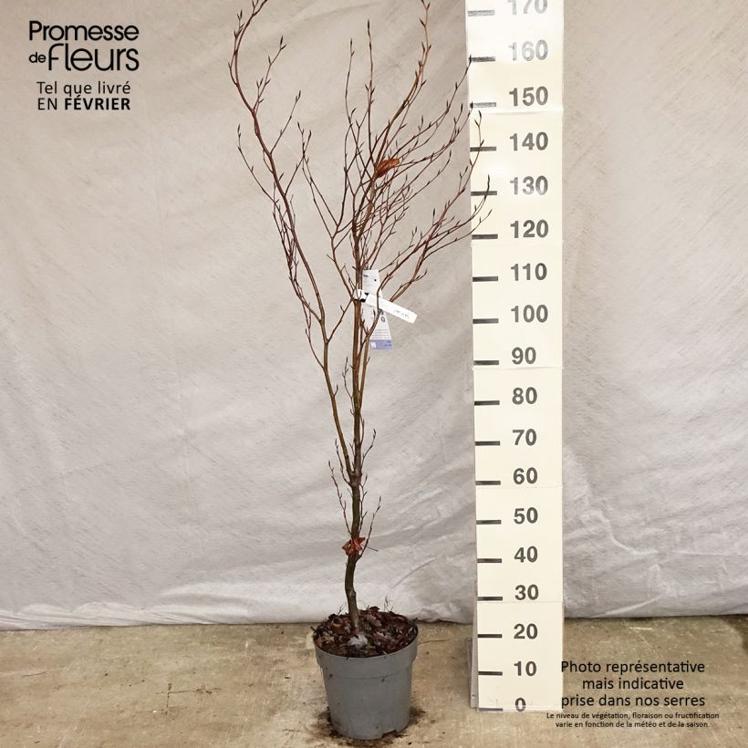 Fagus sylvatica Dawyck - Hêtre fastigié Pot de 10L esemplare consegnato in inverno