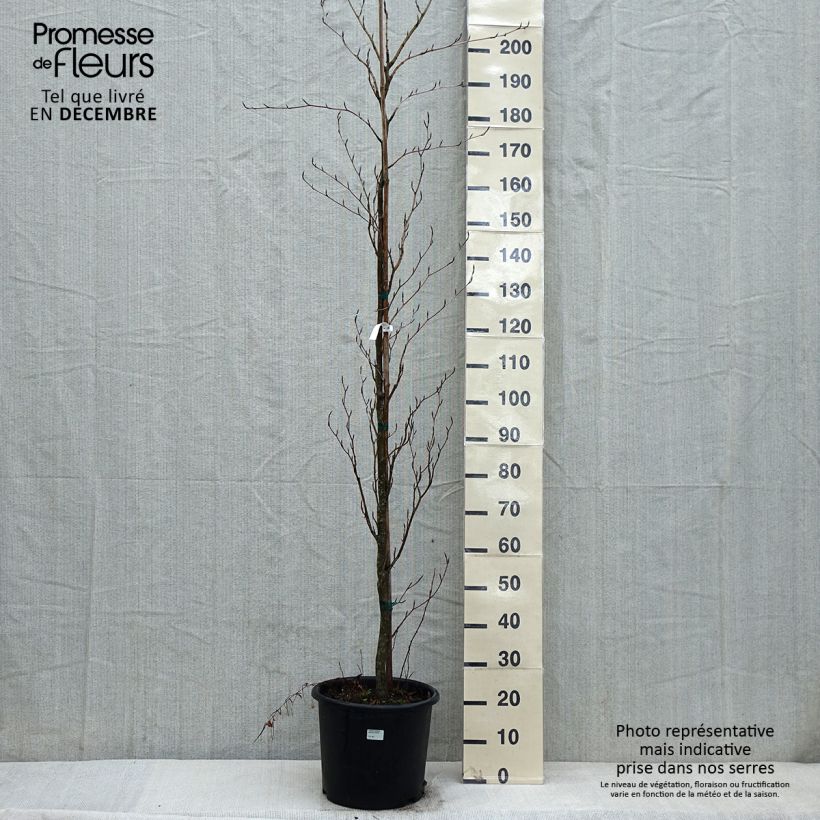 Fagus sylvatica Dawyck Purple - Hêtre fastigié pourpre en pot de 12L/15L esemplare consegnato in inverno