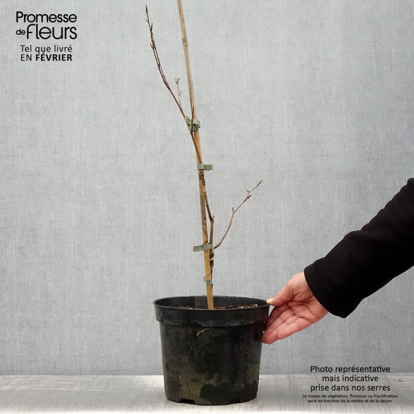 Fagus sylvatica f. suentelensis - Hêtre tortillard - Pot de 4L/5L esemplare consegnato in inverno