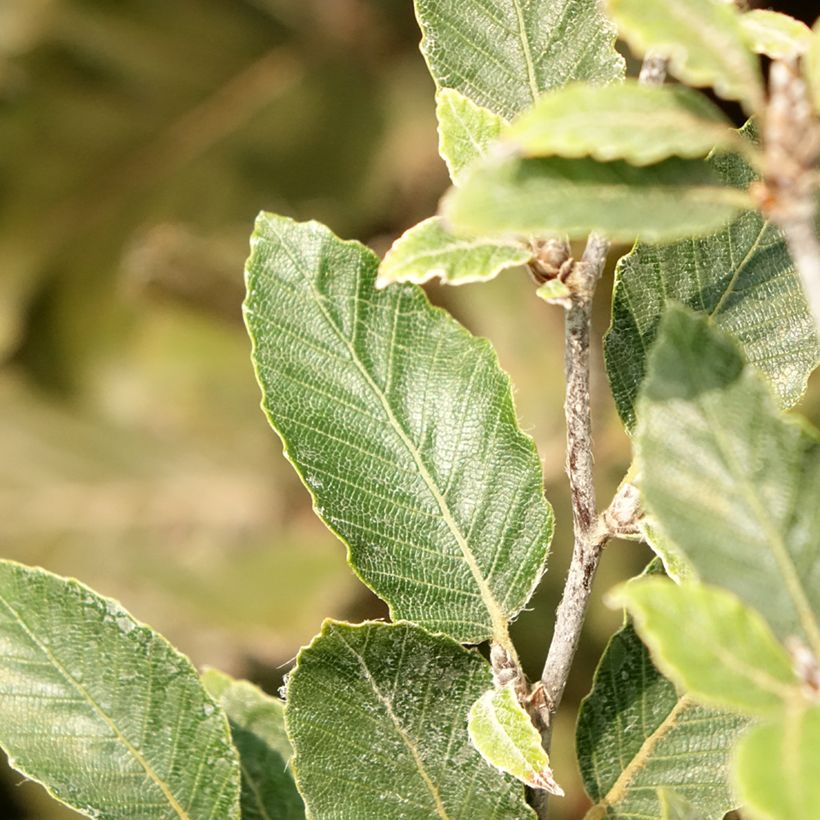 Fagus sylvatica Felderbach - Faggio nano (Fogliame)