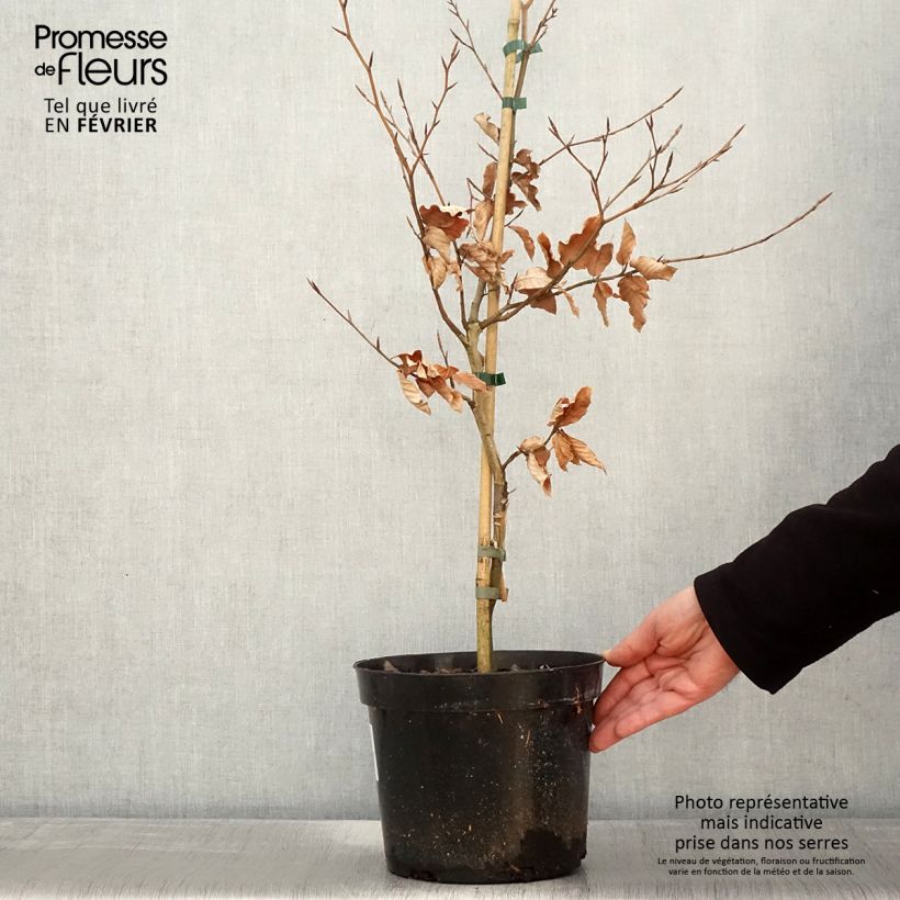 Fagus sylvatica Marmor Star - Hêtre panaché - Pot de 4L/5L esemplare consegnato in inverno