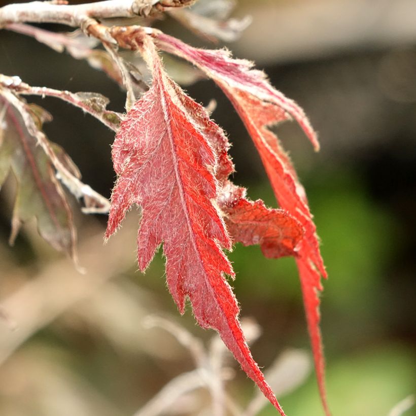 Fagus sylvatica Midnight Feather - Faggio (Fogliame)