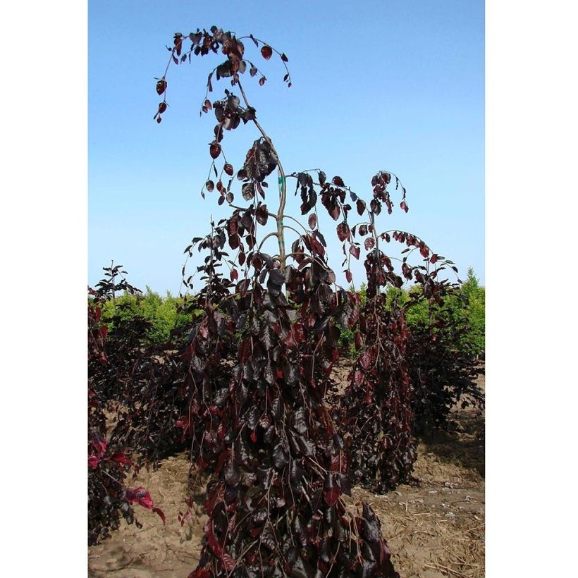 Fagus sylvatica Purple Fountain - Faggio (Porto)