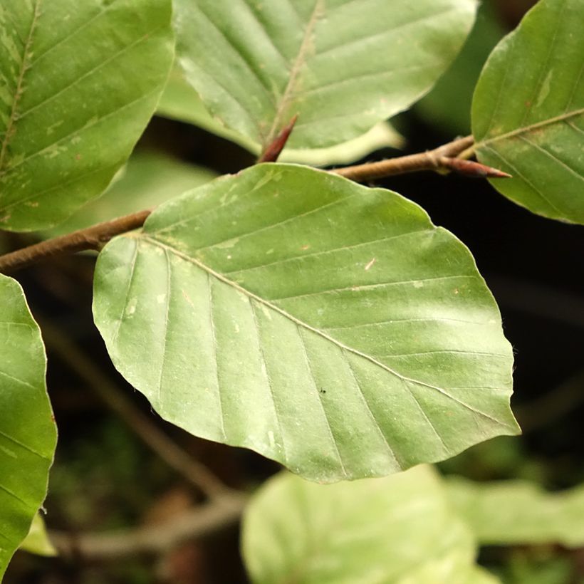 Fagus sylvatica Rolf Marquardt - Faggio (Fogliame)