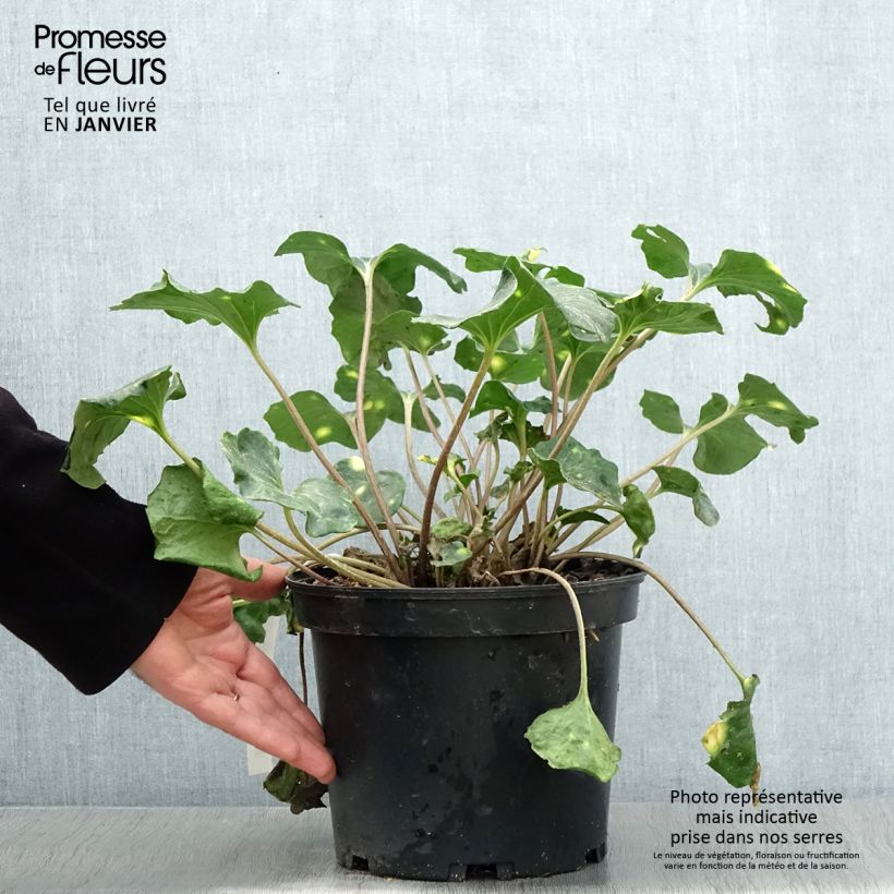 Farfugium japonicum Aureomaculatum - Plante Panthère. Pot de 3L/4L esemplare consegnato in inverno